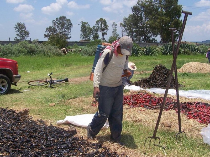 Cae 47% el apoyo al campo