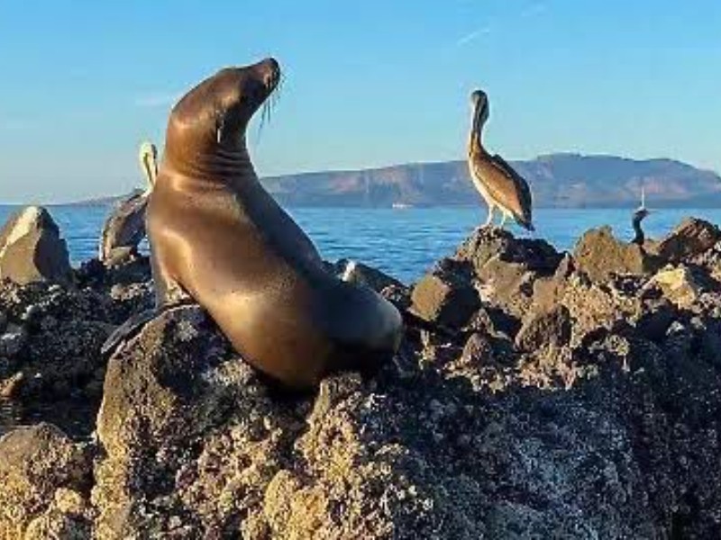 Cae 50% población de lobos marinos en el Golfo de California