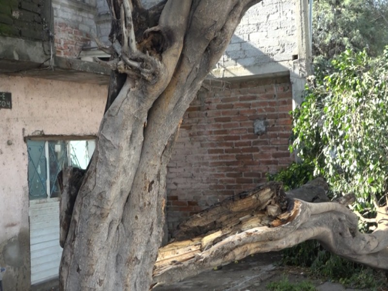 Cae árbol cerca de vivienda en Océano Pacífico