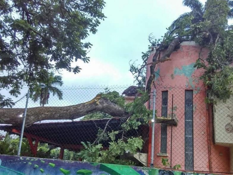 Cae árbol en barda en Tuxtla