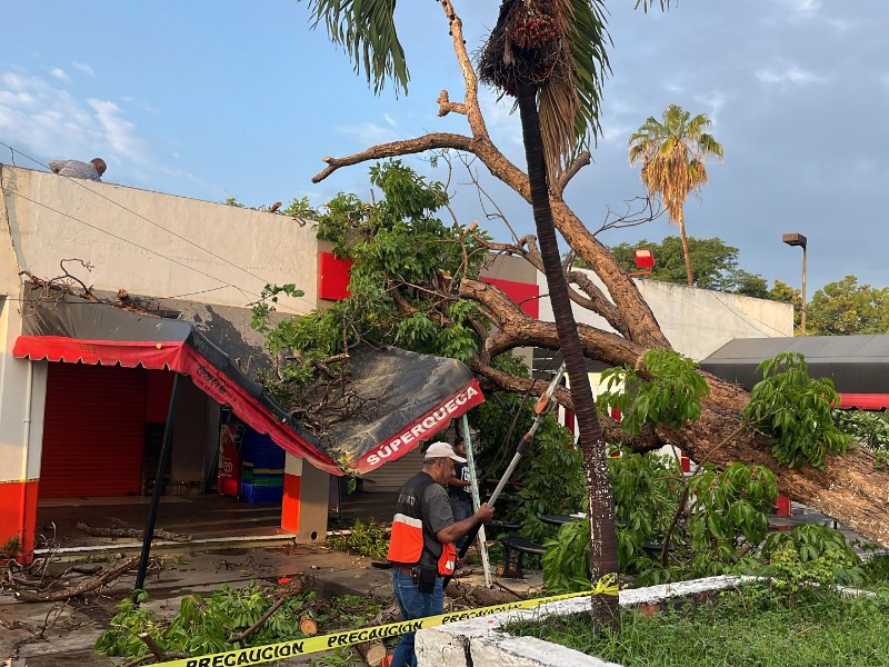 Cae árbol en Central de Los Rojos, no hay lesionados