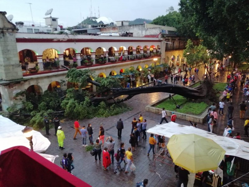 Cae árbol en el zócalo de Oaxaca