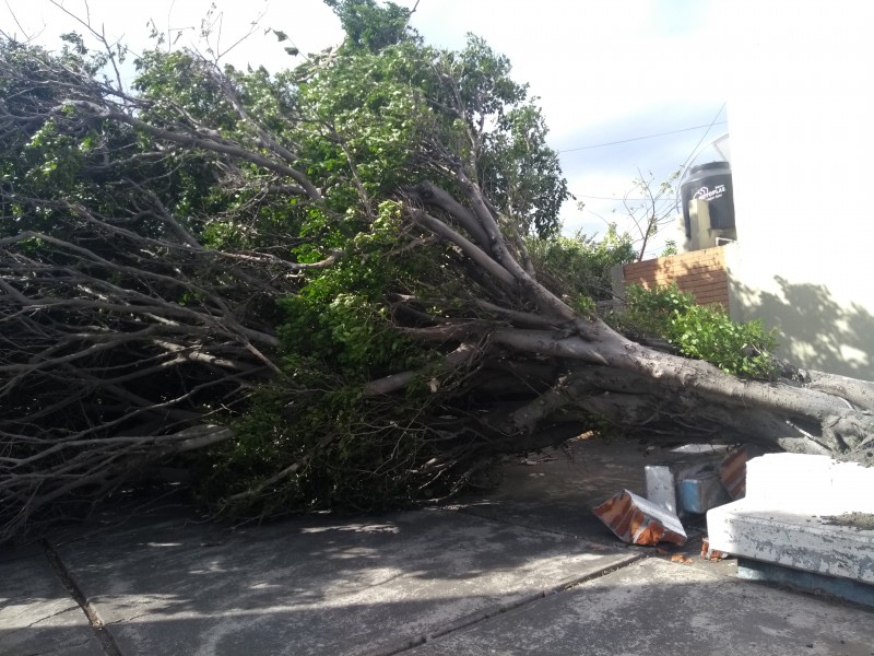 Cae árbol en Estatuto Jurídico