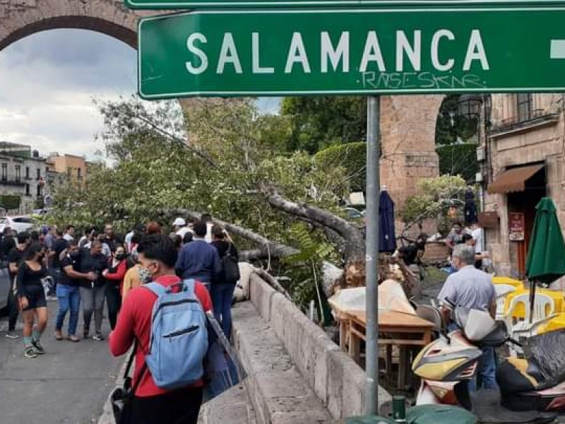 Cae árbol en negocio del Centro; hay 4 heridos