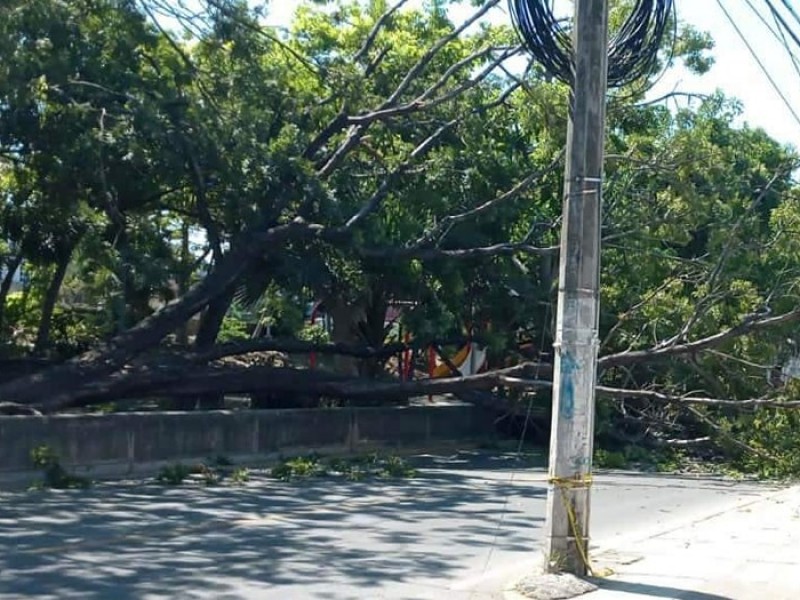 Cae árbol en parque lineal, provoca corte de energía y vialidad