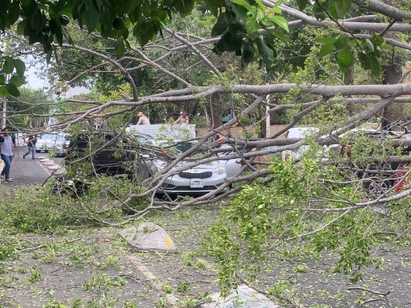 Cae árbol en Parque rojo, afecta vehículos