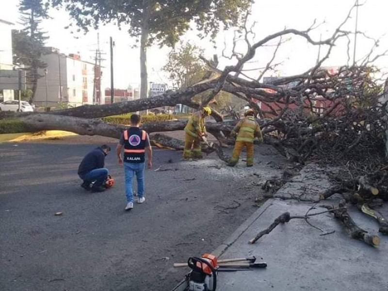 Cae árbol por evento de norte