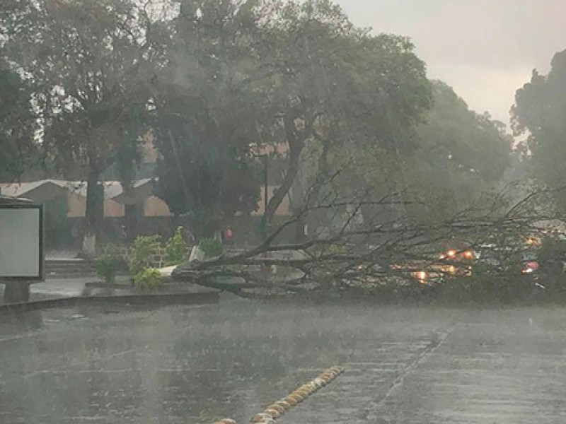 Cae árbol por fuerte lluvia en avenida Madero