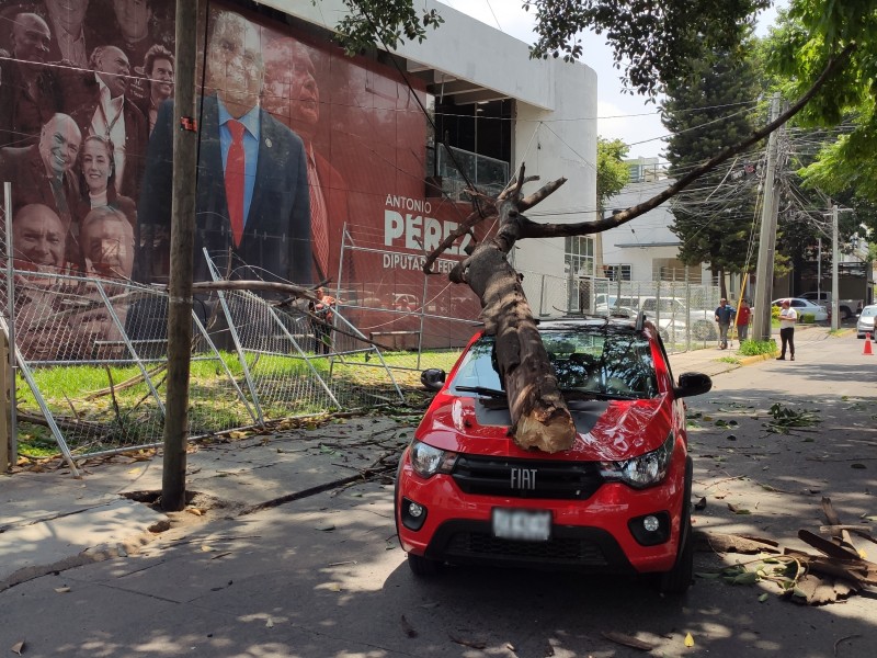 Cae árbol sobre automóvil en circulación