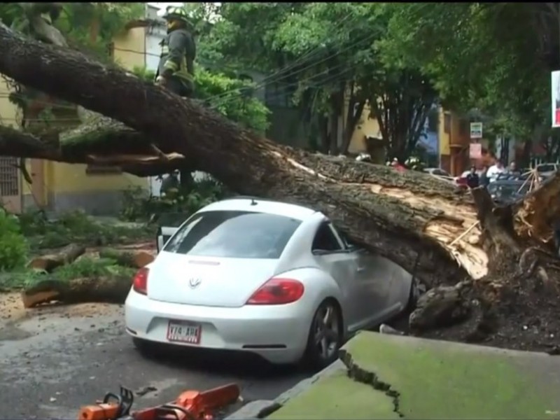 Cae árbol sobre automóvil en Colonia Condesa