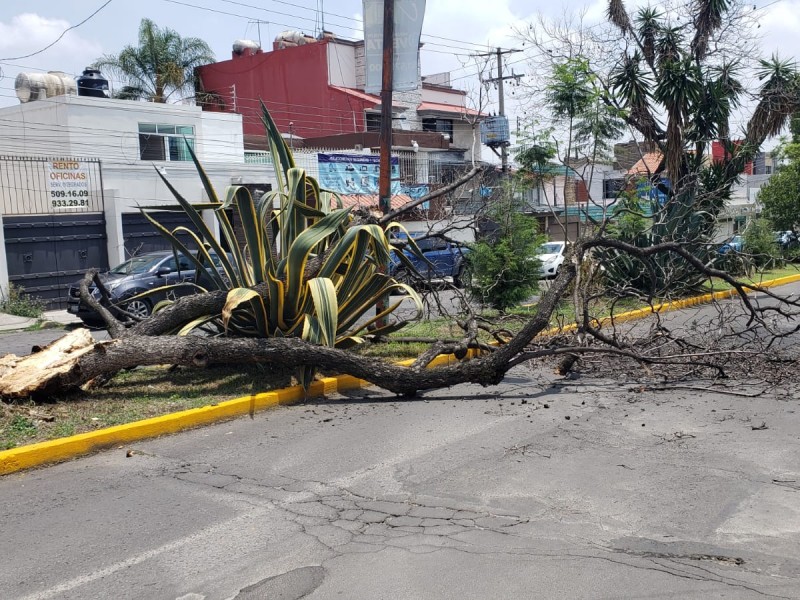 Cae árbol sobre avenida 5B Sur en Villa Encantada