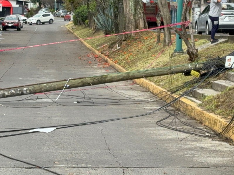 Cae árbol sobre avenida Pípila tras lluvias intensas en Xalapa