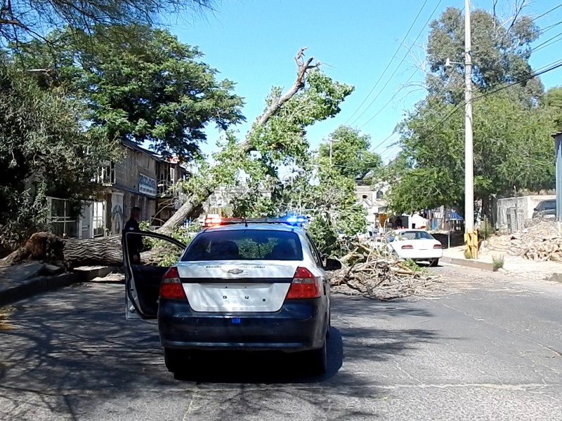 Cae árbol sobre calle cinco de febrero