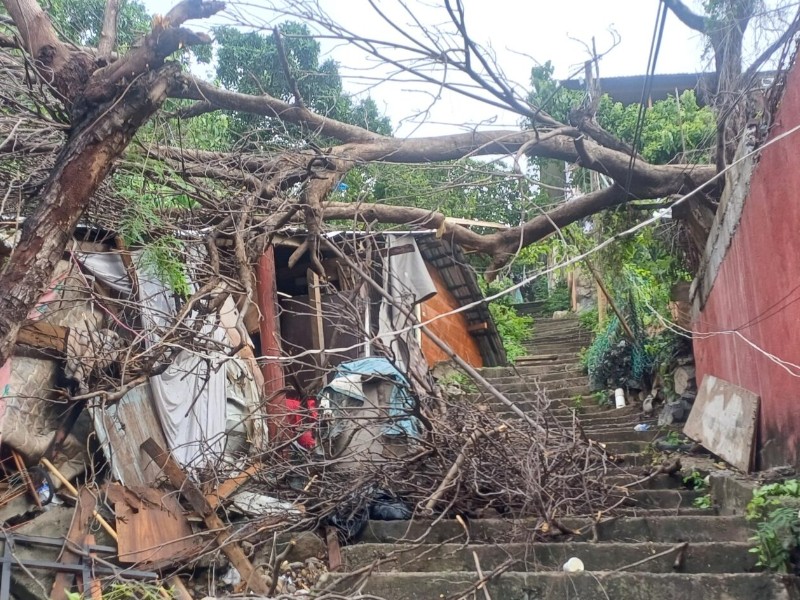 Cae árbol sobre casa en colonia de Zihuatanejo
