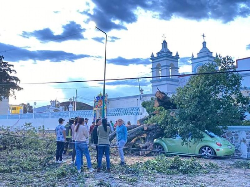 Cae árbol sobre coche en barrio de Tepeaca