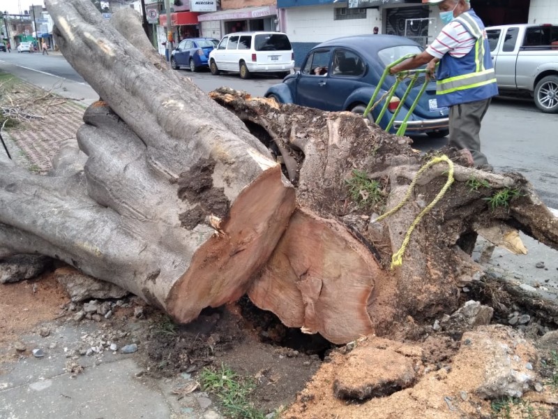 Cae árbol sobre el bulevar Téllez Cruces, daña una camioneta