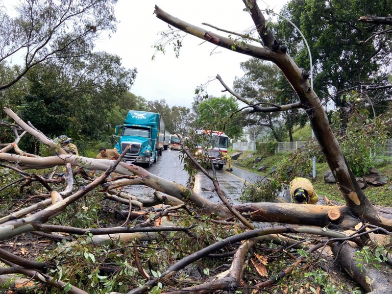 Cae árbol sobre libramiento carretero salida a Mazatlán