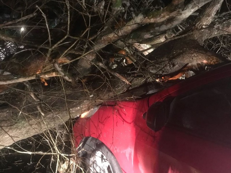 Cae árbol sobre vehículo