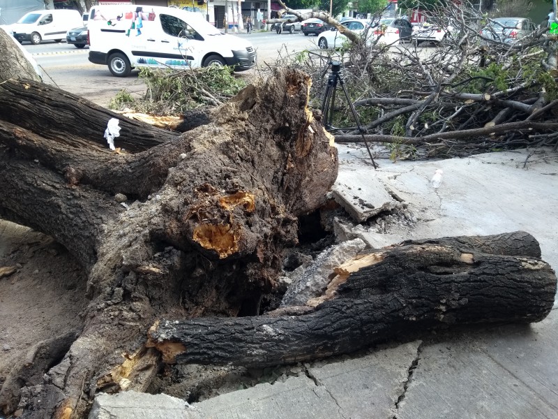 Cae árbol y poste por lluvias en Manzanares