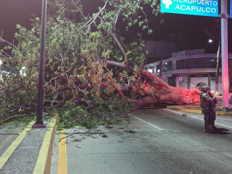 Cae ceiba antigua, autoridades creen que fue una plaga