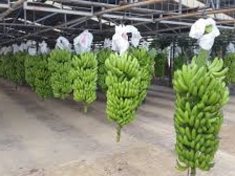 Cae demanda de plátano chiapaneco a nivel nacional e internacional