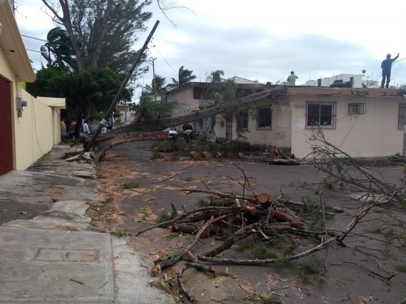 Cae enorme árbol en la Tampiquera