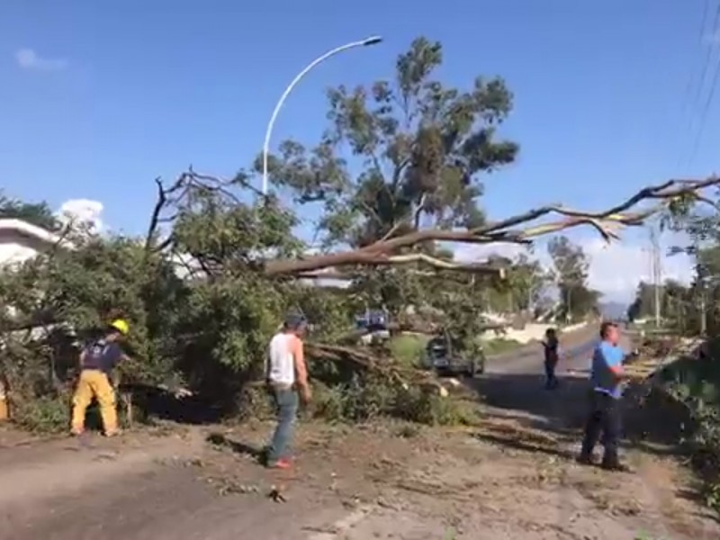 Cae gran eucalipto en libramiento carretero de Tepic