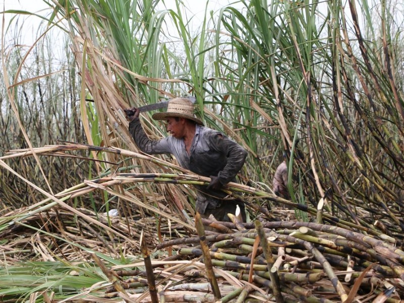 Cae la producción de caña en Nayarit