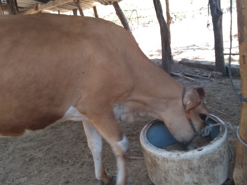 Cae la producción de leche