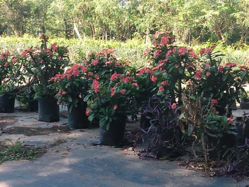 Cae la producción de plantas de ornato