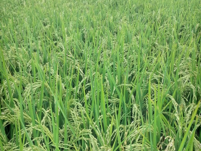 Cae la siembra de arroz en Veracruz