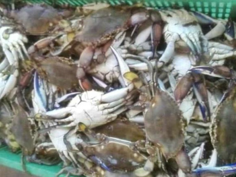 Cae la temporada de jaiba indican pescadores