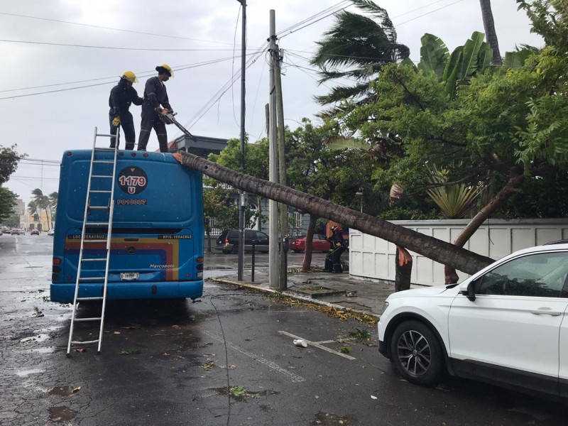 Cae palmera sobre un camión en Veracruz