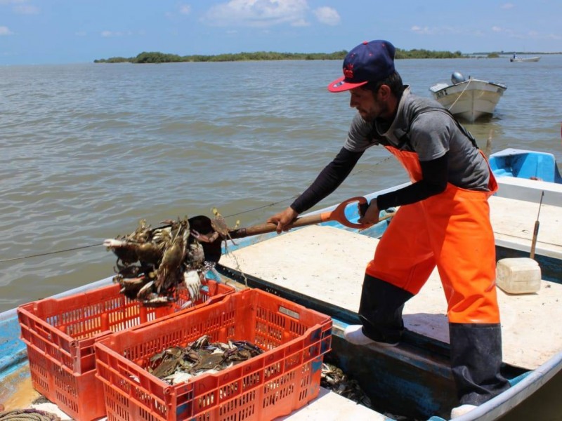 Cae pesca de jaiba en un 50% en Empalme