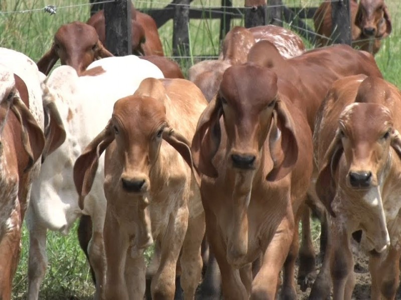 Cae precio de la carne de res