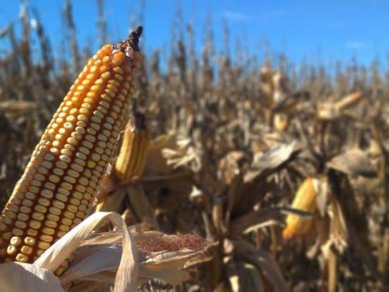 Cae precio del maíz en el mercado internacional