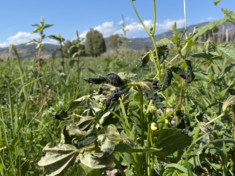 Cae primera helada y acaba la esperanza en el campo.