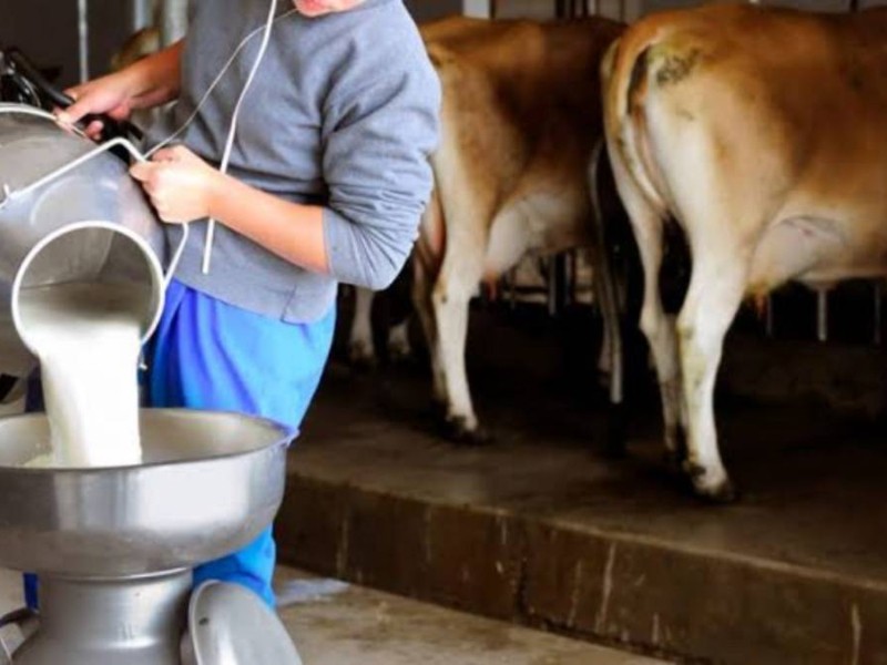 Cae producción de leche y carne por bajas temperaturas en Ahome