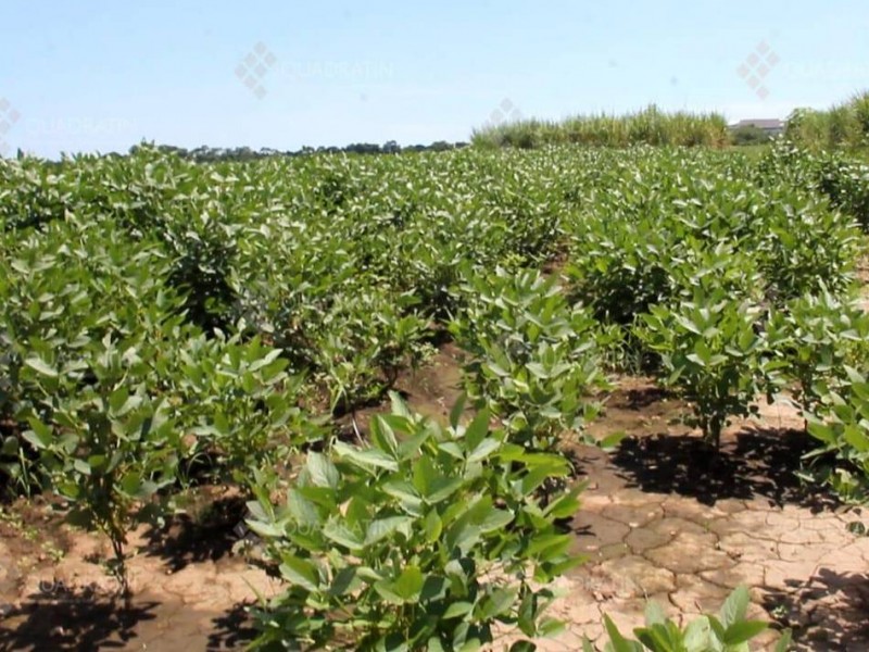 Cae producción de soya en la costa chiapaneca