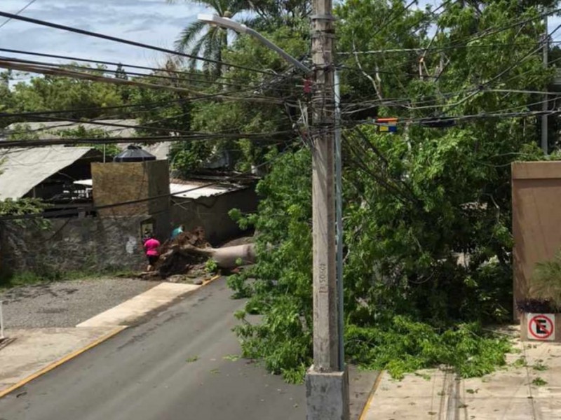 Cae una Ceiba de gran tamaño en avenida La Boquita