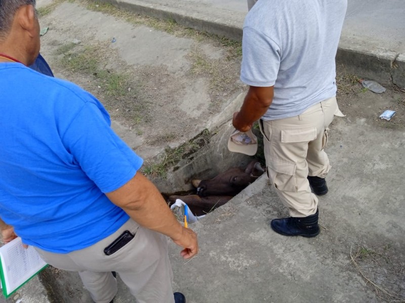 Cae una vaca en registro expuesto en Tuxpan