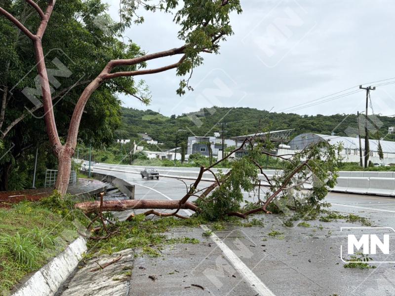 Cae árbol sobre bulevar Ixtapa; alertan por otros en riesgo