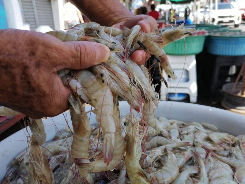 Caen capturas de camarón en Topolobampo; pescadores sobreviven a los altos costos