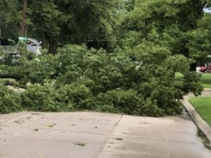 Caen cuatro arboles y una barda por rachas de viento