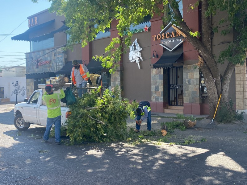 Caen ramas de árbol en calle Hermosillo