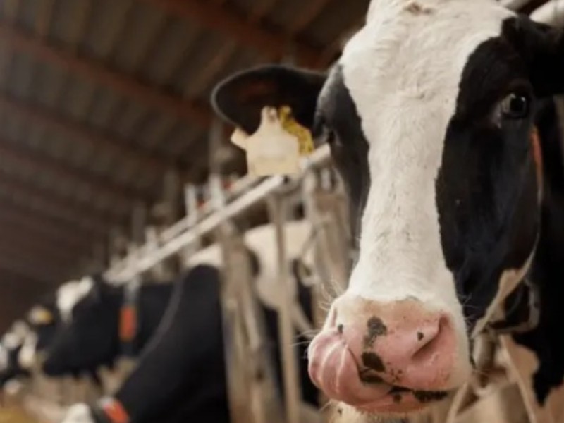 Caerá 35% producción de leche en Valle del Yaqui este verano