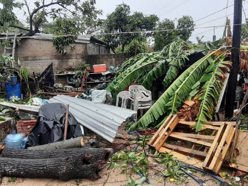 Caerá la producción de plátano ocho meses