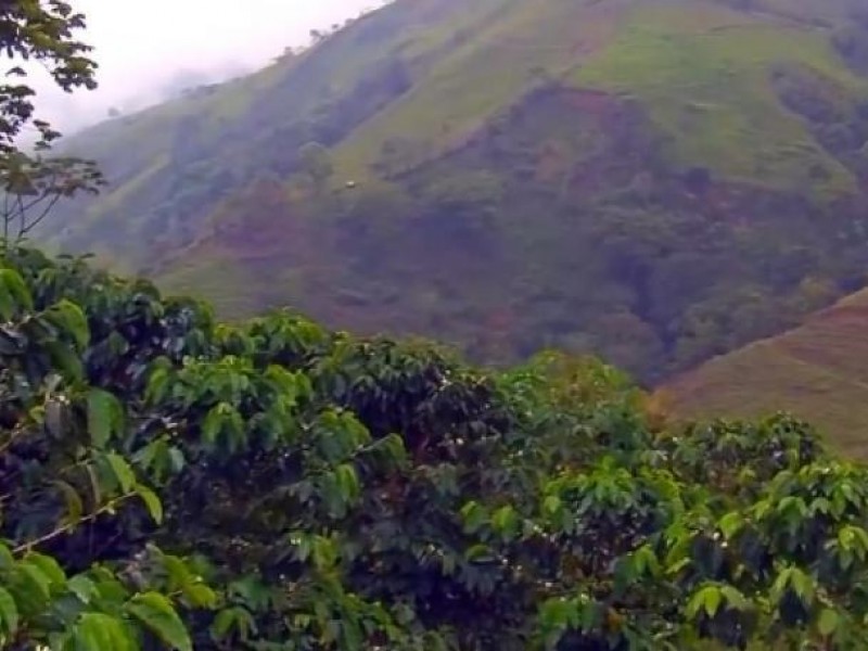 Cafeticultores de La Unión y Zihuatanejo, demanda mejores caminos