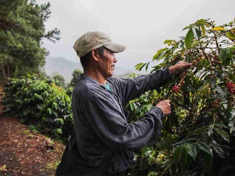 Cafeticultores del Soconusco denuncian ser excluidos de consejo regulador