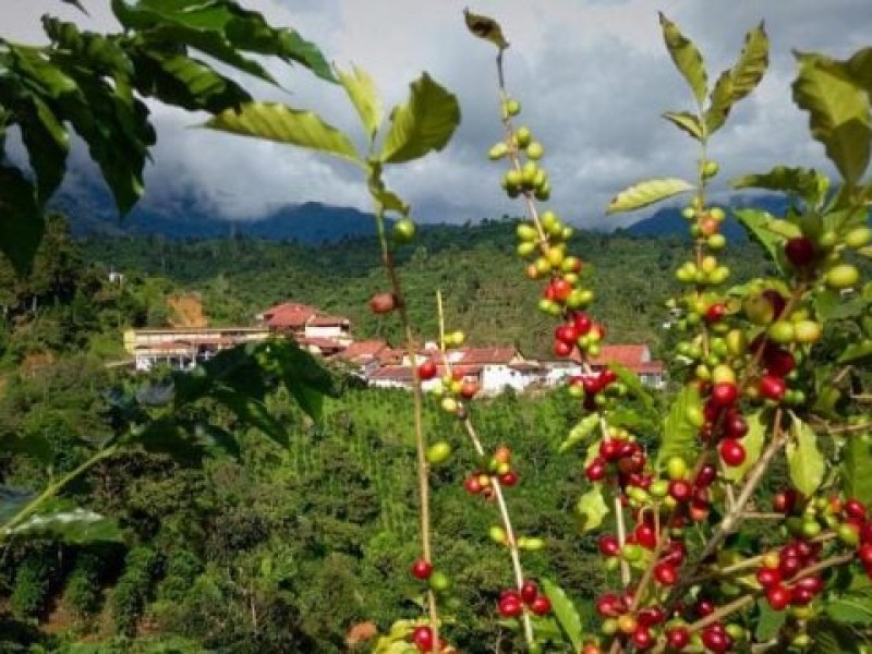 Cafeticultores temen afectaciones por mosca del mediterráneo